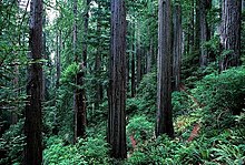 Forêt de séquoia.