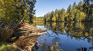 Le Silberteich (de), lac artificiel dans la région du Harz. Octobre 2018.