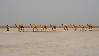 Caravane de chameaux transportant du sel dans la dépression de l'Afar en Éthiopie.