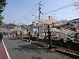 紺屋川筋の桜