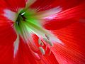 Amaryllis in Blüte