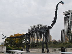 Esqueleto de Brachiosaurus