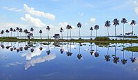 Vembanad, o lago máis grande da India, é unha parte dos remansos de Kerala