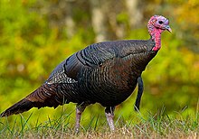 Photo of a wild turkey