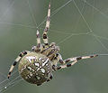 Viervlekwielwebspin (Araneus quadratus)