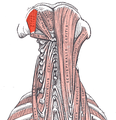 Muscles profonds du cou (le muscle oblique supérieur de la tête marqué en haut à gauche)