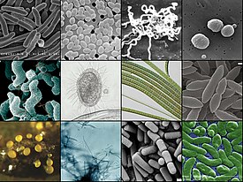 Разнообразие бактерий. Сверху: Escherichia coli, Enterococcus sp., Treponema pallidum, Streptococcus pneumoniae; Посередине: Campylobacter jejuni[англ.], бактерия группы CPR[англ.], Oscillatoria[англ.] sp., представитель Atribacterota[англ.]; Снизу: Myxococcus xanthus, Streptomyces sp., Bacillus cereus, Vibrio vulnificus[англ.]