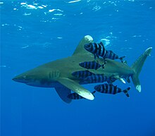 Photo d'un requin accompagné de poissons ayant des rayures noires et blanches.