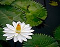 Nymphaea lotus