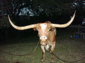 Bevo XIV