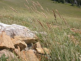 Calamagrostis purpurascens