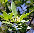 Kalifornianlaakeripuu (Umbellularia californica)