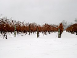 Koude wijngaard. Hoewel warmteminnend, kan de druivenstok toch ook veel kou hebben. Soms wordt hier juist gebruik van gemaakt. De druiven kunnen in bevroren toestand worden geplukt voor de productie van ijswijn. Voorbeeld: Niagara-on-the-Lake in Ontario in Canada.