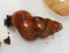 left side view of beige snail with a bit darker head and with brown oblong shell