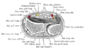 Section transversale à travers les extrémités distales du radius et de l'ulna.