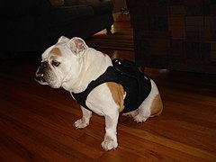 Canine Holter monitor with DogLeggs Vest