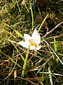 Crocus sieberi 'Bowles White'