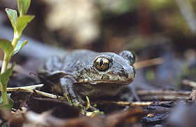 Pelobates fuscus