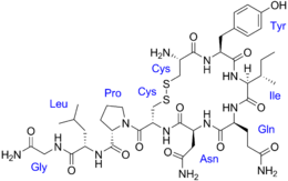 Struttura molecolare dell'ossitocina, con evidenziata la sequenza amminoacidica.