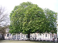 'Postzegelboom' aan het Noordeinde (Den Haag), geplant in 1883