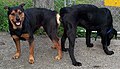 Image 35Two dogs tied after mating (from Dog)