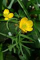 Ranunculeae: Ranunculus auricomus