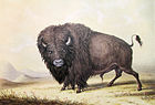 Buffalo Bull (1845)