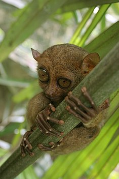 Filipīnu tarsijs (Tarsius syrichta)