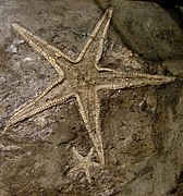 Astropecten lorioli (Astropectinidae, Tithonien).