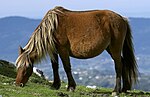 Poney Asturcón bai silver, dans son environnement naturel.