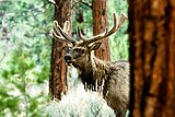 The Magdalena Mountains are home to elk.