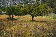 Landscape in Katharo plateau