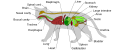 Image 9Diagram of the general anatomy of a male domestic cat (from Cat)