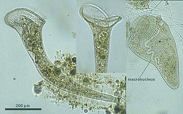 Cilié : stentor roeseli.