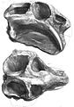 Dicynodon (Dicynodontia)