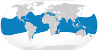 Distribución do tiburón oceánico.