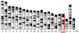 Chromosome 18 (mouse)