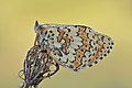 29. Vízcseppekkel borított réti tarkalepke (Melitaea cinxia) a Wittenberge-Rühstädter Elbniederung természetvédelmi területen (Brandenburg, Németország) (javítás)/(csere)