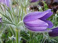 Regelmatige bloem, kroonbladachtige kelkbladen (wildemanskruid)