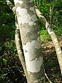 Fraxinus sieboldiana