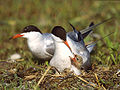 (Sterna hirundo)