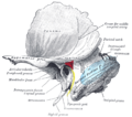 Os gauche temporal montrantdes marques de surface pour l'antre du tympan (rouge), le sinus transverse (bleu), et le nerf facial (jaune).