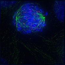 Cel in prometafase