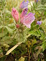 Echium angustifolium