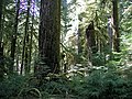 Image 10Old-growth forest in the Opal Creek Wilderness, a wilderness area located in the Willamette National Forest in the U.S. state of Oregon, on the border of Mount Hood National Forest. It has the largest uncut watershed in Oregon. (from Old-growth forest)