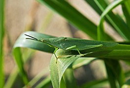 Sauterelle (Atractomorpha lata) sur une graminée.