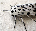 Giant Leopard Moth Arctiidae