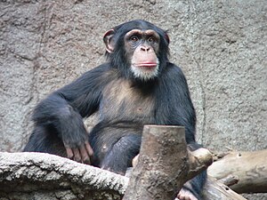 Chimpanze commun (Pan troglodytes)