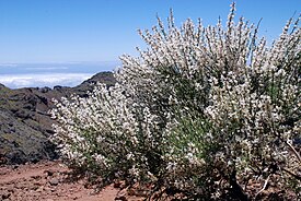 Teidenpilviretama (Spartocytisus supranubius)