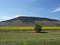 Zonnebloemplantage in Argentinië. Het land is 's werelds derde grootste producent van zonnebloempitten